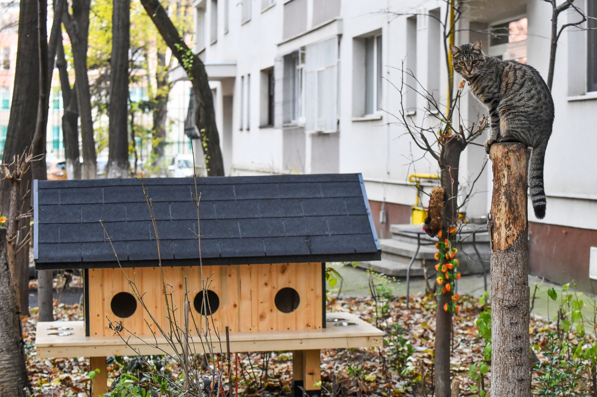 căsuțe pentru pisici